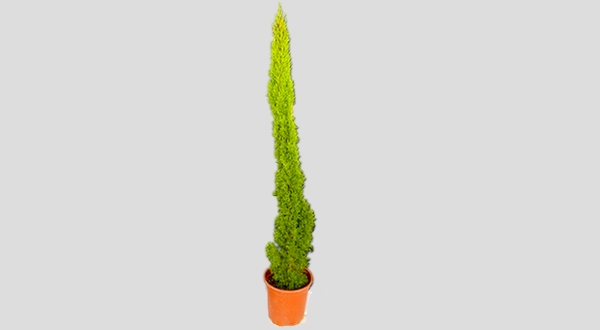 شجرة سرو إيطالي 1 متر