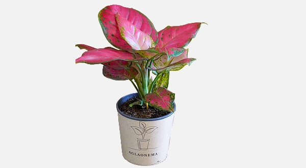 اجلونيما ملونة