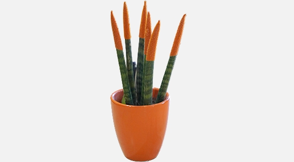 سنسفريا هولندي اصابع لون برتقالي