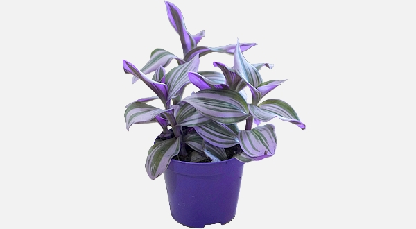 نبات تراديسكانتيا نانوك الداخلي – لمسة فانتازي مميزة لديكور منزلك