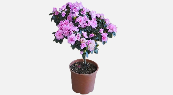 شجرة أزاليا مزهرة بلون وردي – نبات داخلي للزينة سهل العناية